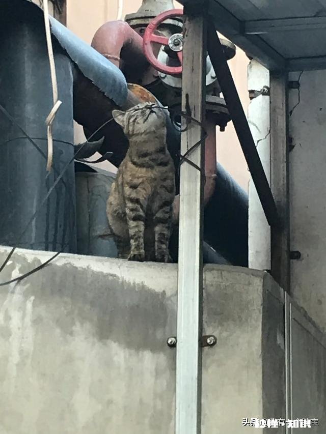 狸花猫是一种什么样的猫咪