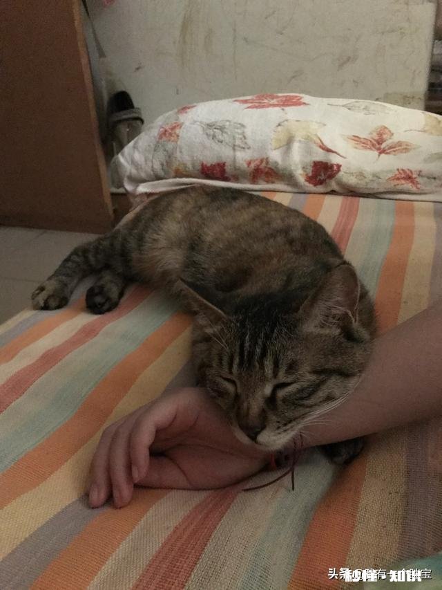 狸花猫是一种什么样的猫咪