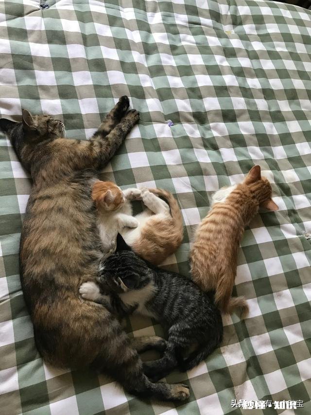 狸花猫是一种什么样的猫咪