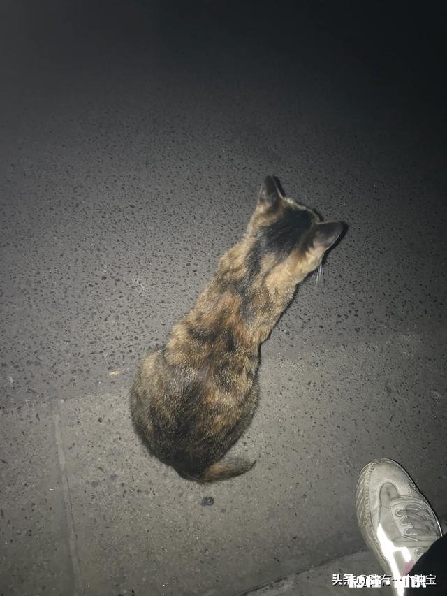 狸花猫是一种什么样的猫咪