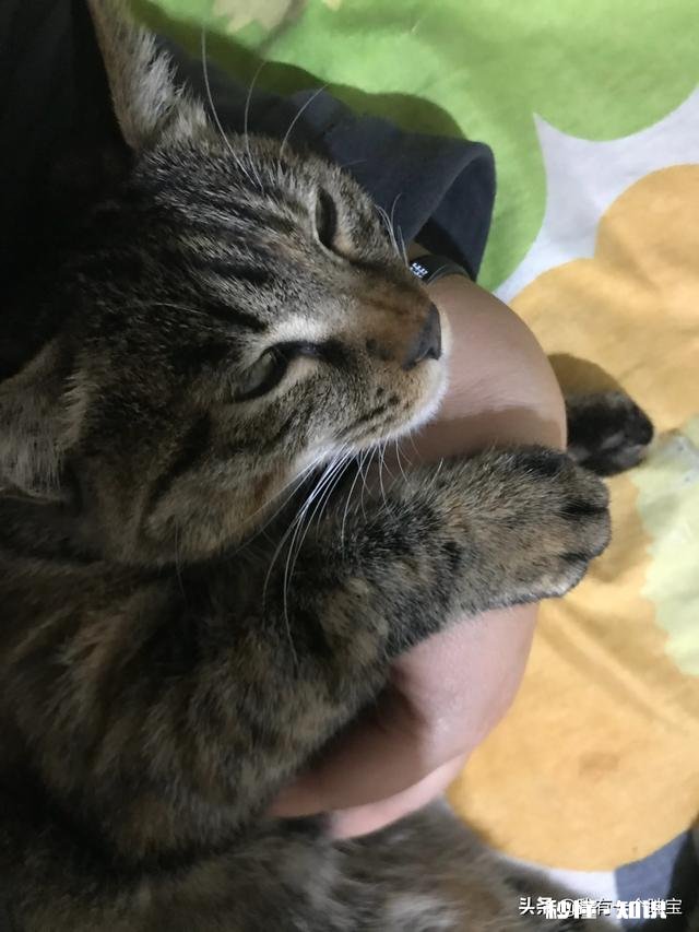 狸花猫是一种什么样的猫咪