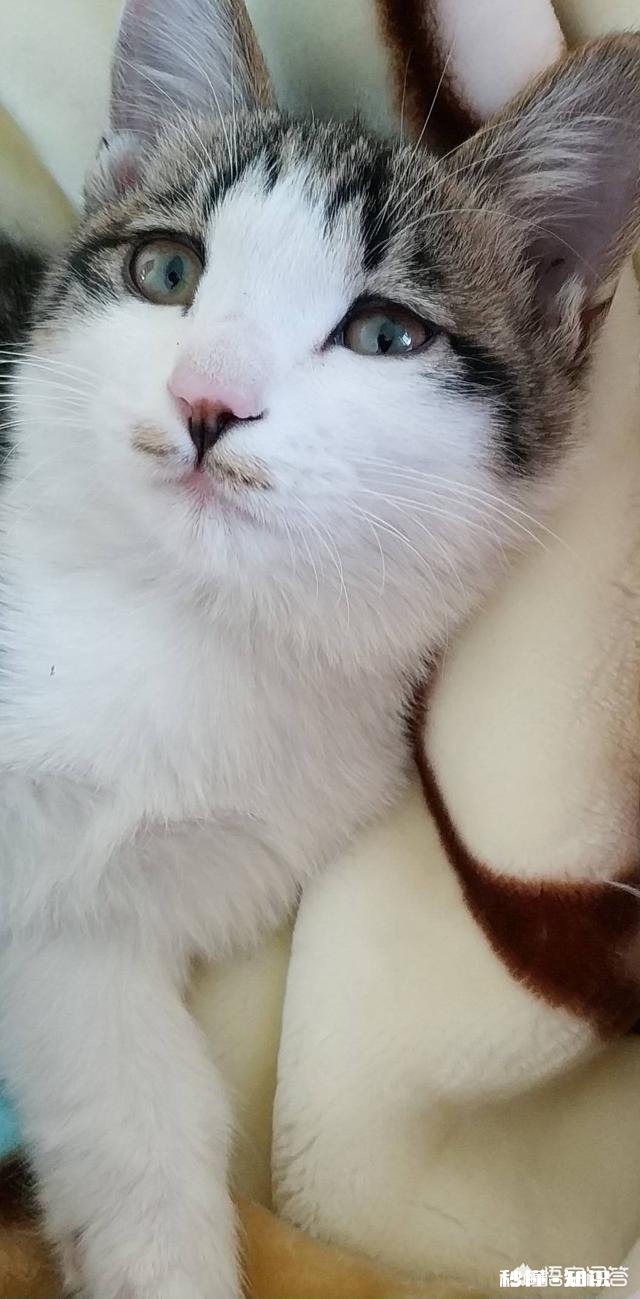 狸花猫是一种什么样的猫咪