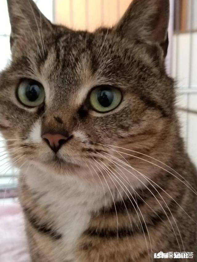 狸花猫是一种什么样的猫咪