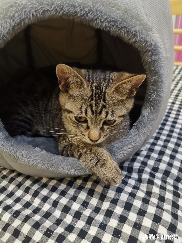 狸花猫是一种什么样的猫咪