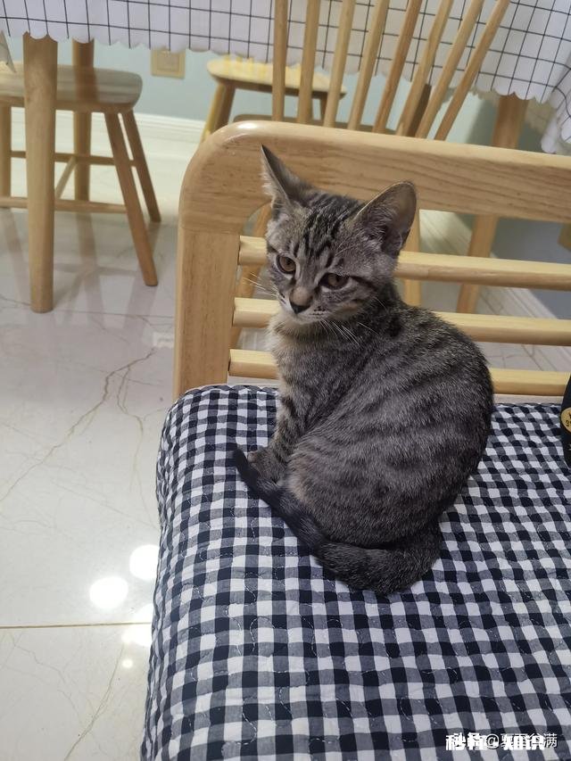 狸花猫是一种什么样的猫咪