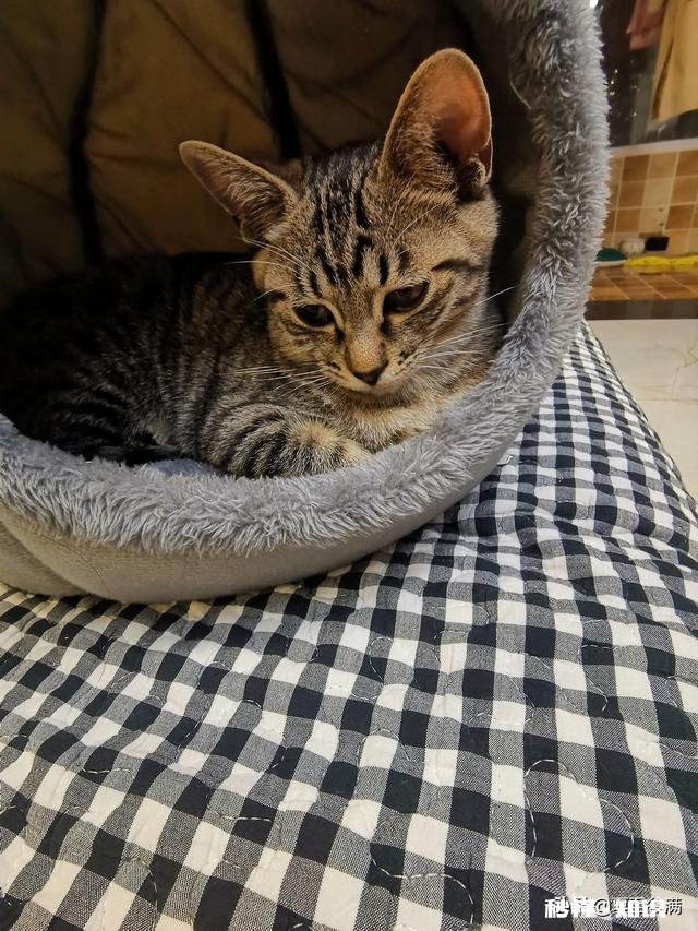 狸花猫是一种什么样的猫咪