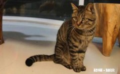 狸花猫是一种什么样的猫咪