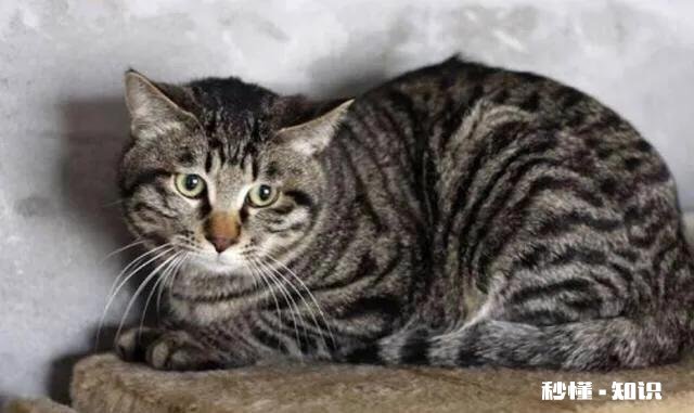 狸花猫是一种什么样的猫咪
