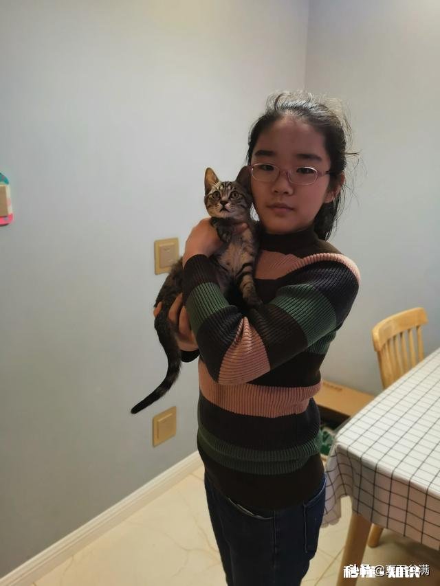 狸花猫是一种什么样的猫咪