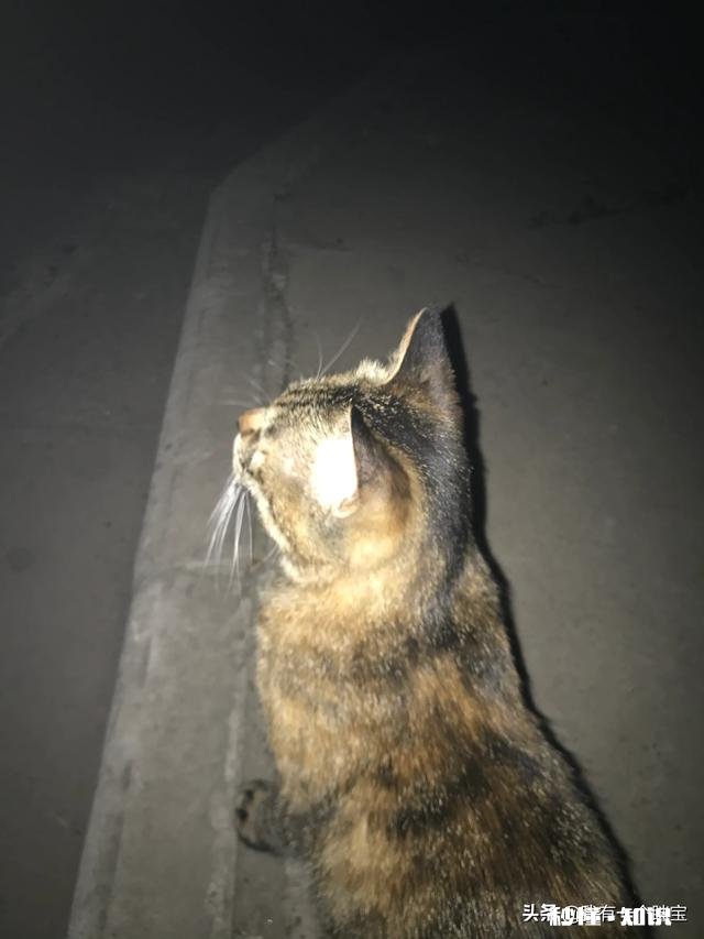狸花猫是一种什么样的猫咪