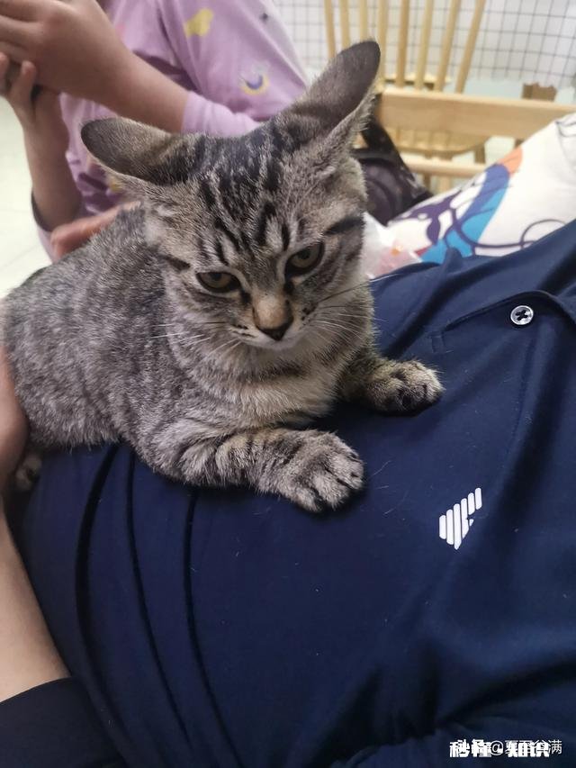 狸花猫是一种什么样的猫咪