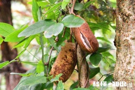 农村的八月瓜怎么种植