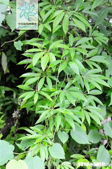 农村的八月瓜怎么种植