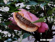 农村的八月瓜怎么种植