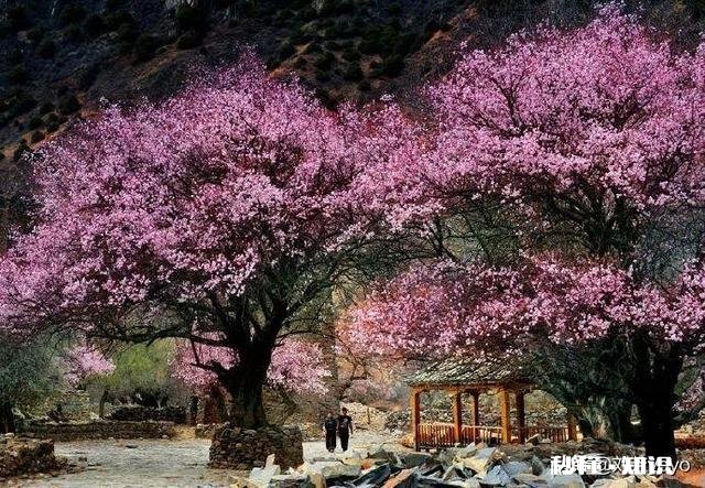 适合一个人旅游散心的地方有哪些