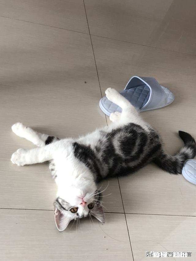 你们怎么给猫猫洗澡的，认真脸求教