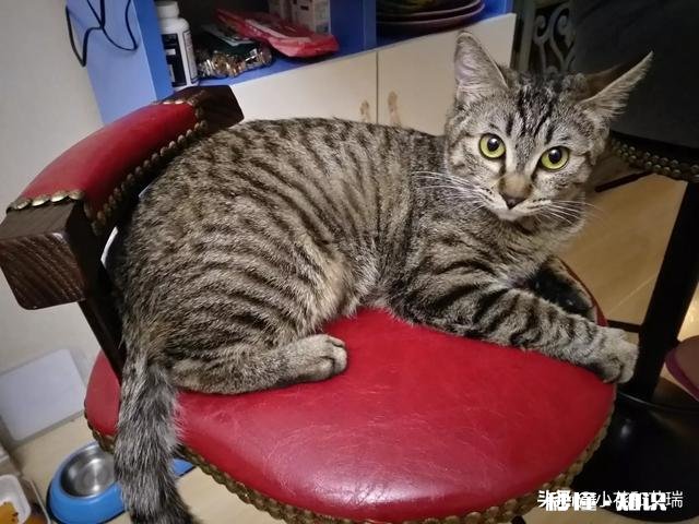 你们怎么给猫猫洗澡的，认真脸求教