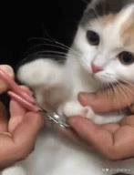 你们怎么给猫猫洗澡的，认真脸求教