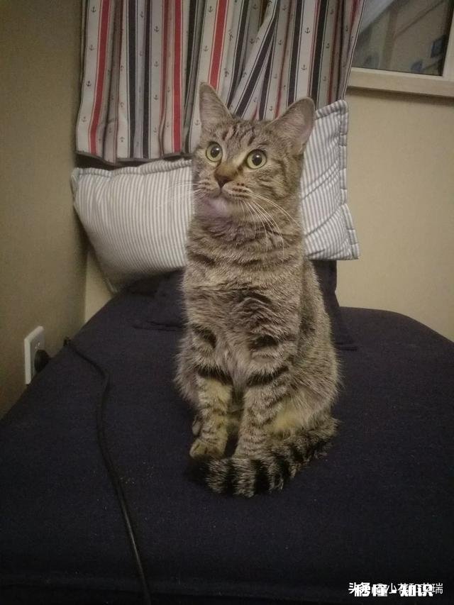 你们怎么给猫猫洗澡的，认真脸求教