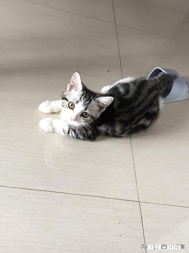 你们怎么给猫猫洗澡的，认真脸求教