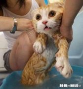 你们怎么给猫猫洗澡的，认真脸求教