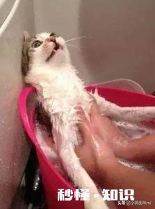 你们怎么给猫猫洗澡的，认真脸求教