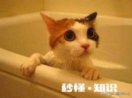 你们怎么给猫猫洗澡的，认真脸求教