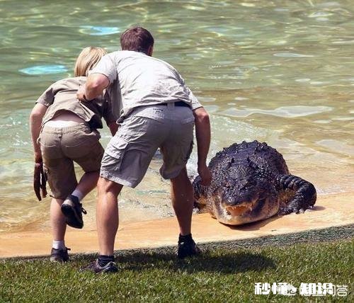 看过哪些以动物为主题的恐怖惊悚片