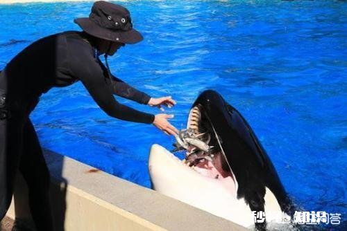 看过哪些以动物为主题的恐怖惊悚片