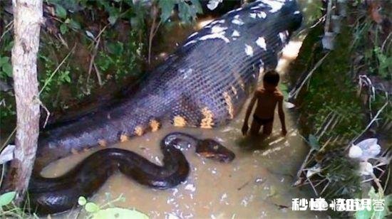 看过哪些以动物为主题的恐怖惊悚片