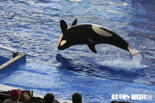 看过哪些以动物为主题的恐怖惊悚片