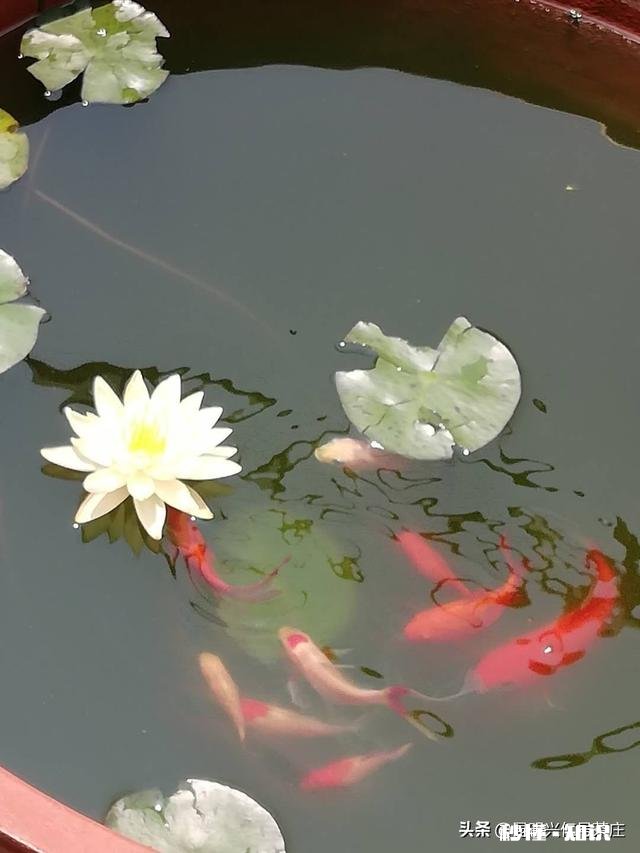 还有哪些人记得童年烈日当空来一支老冰棍的那种味道