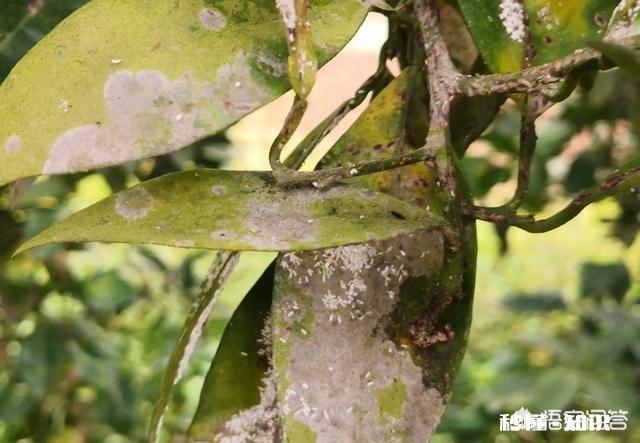 万能的条友圈,柑橘树树叶发霉是什么原因感谢支招