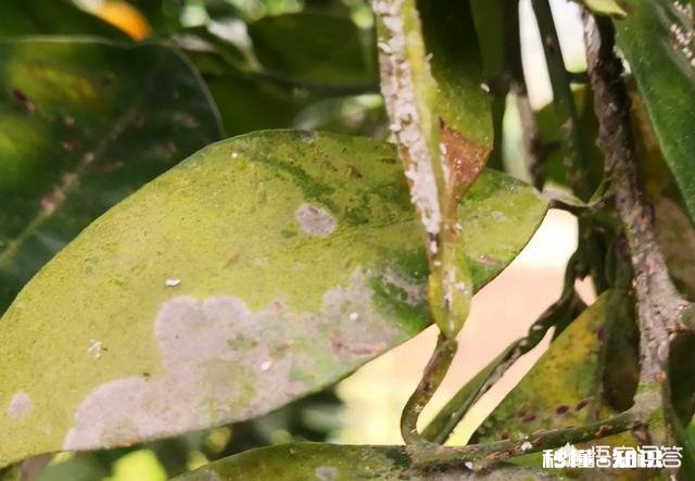 万能的条友圈,柑橘树树叶发霉是什么原因感谢支招