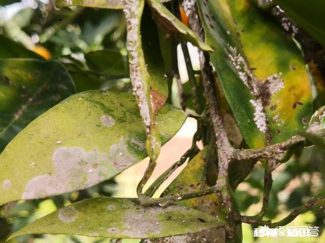 万能的条友圈,柑橘树树叶发霉是什么原因感谢支招