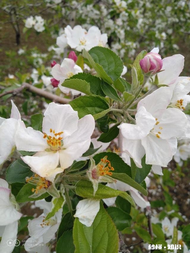 “三长两短”的三长和两短是指的什么