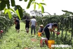 大棚房整治，有跟我一样是农民回乡创业，被一次性整得倾家荡产，负债累累的吗