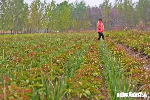 大棚房整治，有跟我一样是农民回乡创业，被一次性整得倾家荡产，负债累累的吗