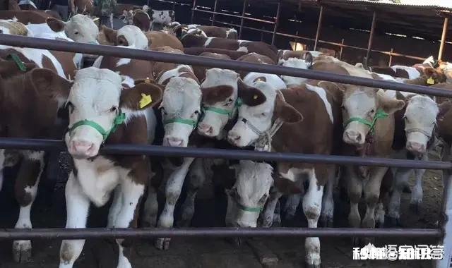 大棚房整治，有跟我一样是农民回乡创业，被一次性整得倾家荡产，负债累累的吗