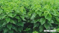 桑叶茶是怎样制作的