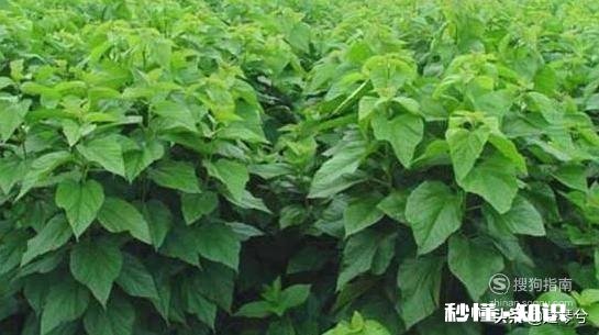 桑叶茶是怎样制作的