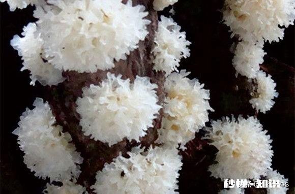 新鲜银耳会用硫磺熏吗