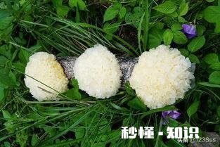 新鲜银耳会用硫磺熏吗