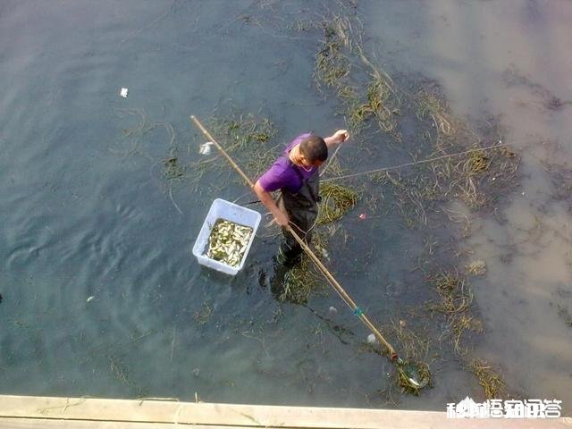 气温回暖，在农村又有偷偷出来电鱼的人，对此你怎么看