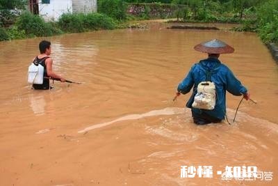 气温回暖，在农村又有偷偷出来电鱼的人，对此你怎么看