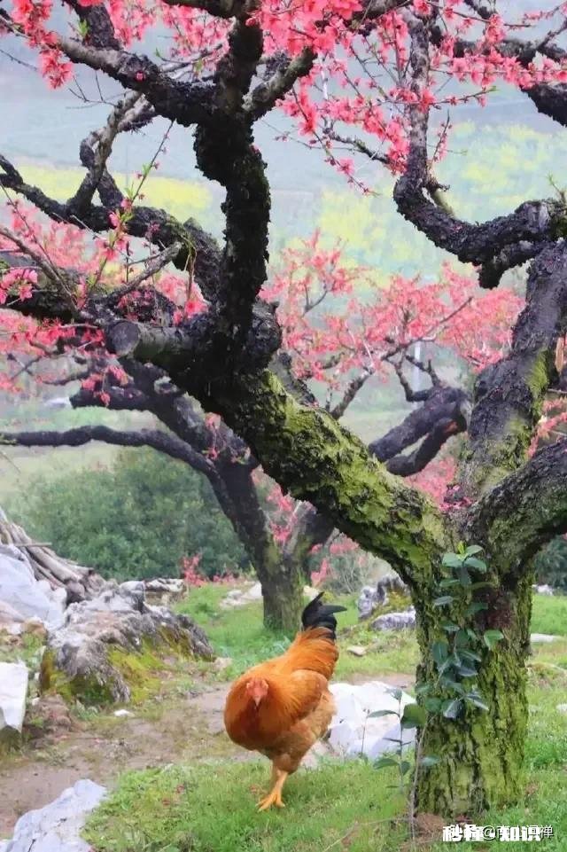 如果再来一次你还会碰爱情这个东西吗