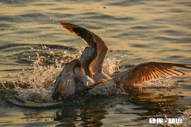 作为单反备用机，推荐哪一款比较好用