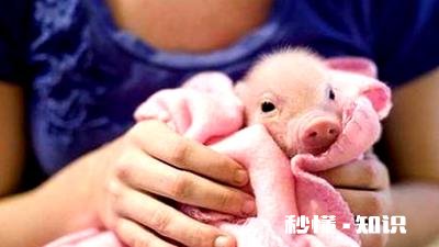 仔猪出现假死怎么办