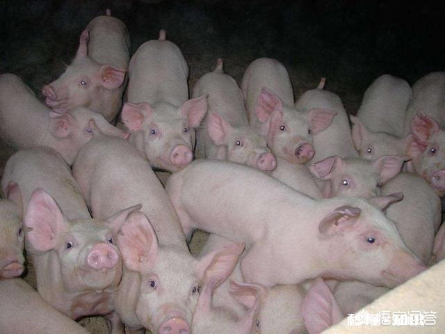 仔猪出现假死怎么办