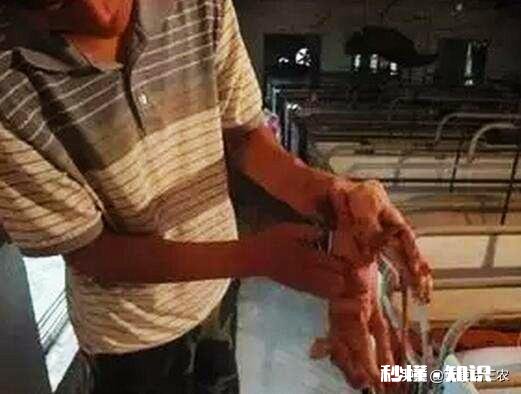 仔猪出现假死怎么办